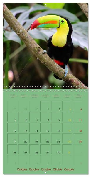 Produktbild: Douze oiseaux de la capitale du Costa Rica (Calendrier mural carr&eacute; 2026 30x30 cm) Calendrier double avec une page pour vos prises de notes