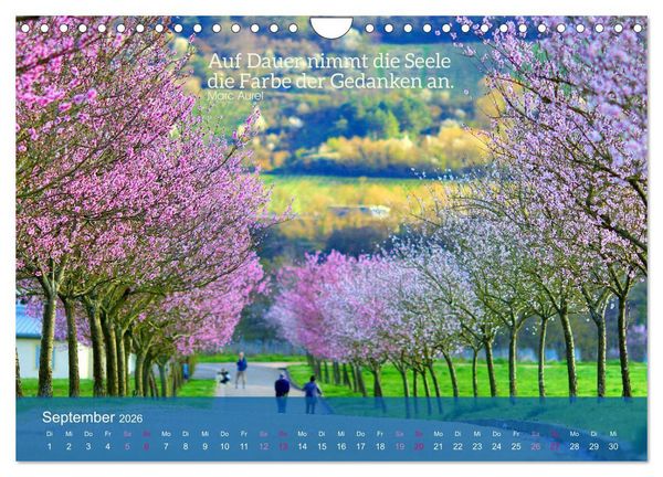 Produktbild: FASZINATION MANDELBL&Uuml;TE (Wandkalender 2026 DIN A4 quer), CALVENDO Monatskalender