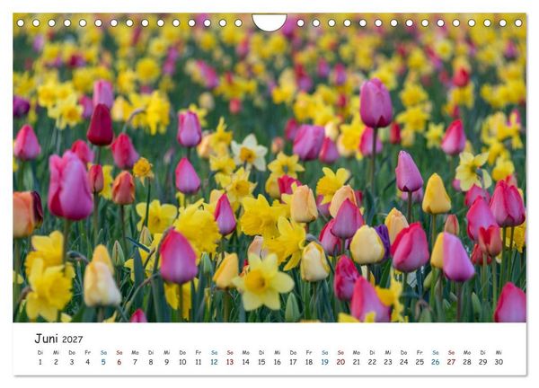 Produktbild: Typisch Magdeburg (Wandkalender 2027 DIN A4 quer), CALVENDO Monatskalender