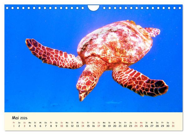 Produktbild: Faszination Meeresschildkr&ouml;ten (Wandkalender 2026 DIN A4 quer), CALVENDO Monatskalender