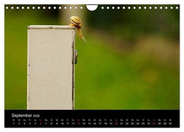 Produktbild: Kleine B&auml;nderschnecke ganz gro&szlig; - Gem&uuml;tlich durch das neue Jahr (Wandkalender 2026 DIN A4 quer), CALVENDO Monatskalender