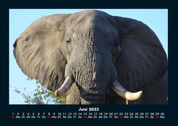 Produktbild: Elefanten - Die sanften Riesen Afrikas 2025 Fotokalender DIN A4
