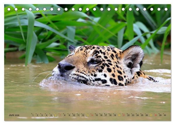 Produktbild: Jaguare im Pantanal (Tischkalender 2026 DIN A5 quer), CALVENDO Monatskalender