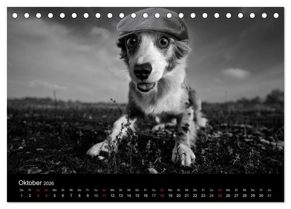 Produktbild: H&uuml;tehunde (Tischkalender 2026 DIN A5 quer), CALVENDO Monatskalender