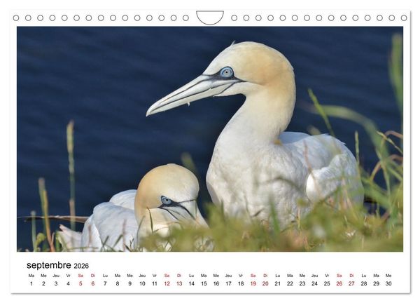 Produktbild: Fous de Bassan - Grands oiseaux marins (Calendrier mural 2026 DIN A4 vertical), CALVENDO calendrier mensuel