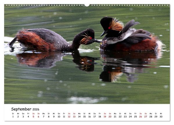 Produktbild: Tierkinder in freier Wildbahn (Wandkalender 2026 DIN A2 quer), CALVENDO Monatskalender