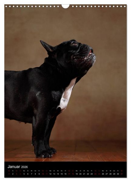 Produktbild: Bullys mit Charme - Franz&ouml;sische Bulldoggen im Portrait (Wandkalender 2026 DIN A3 hoch), CALVENDO Monatskalender
