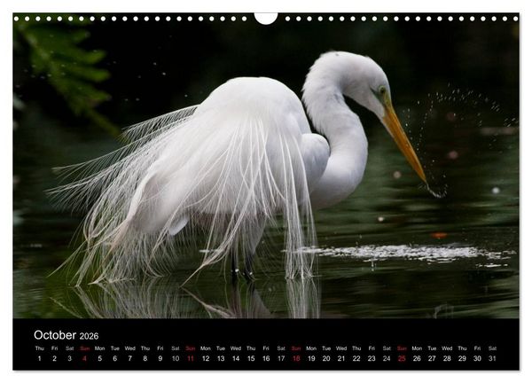 Produktbild: World of Heron (Wall Calendar 2026 DIN A3 landscape), CALVENDO 12 Month Wall Calendar
