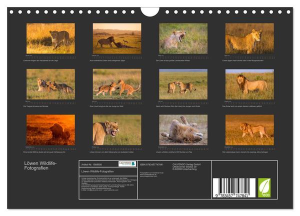 Produktbild: L&ouml;wen Wildlife-Fotografien (Wandkalender 2026 DIN A4 quer), CALVENDO Monatskalender