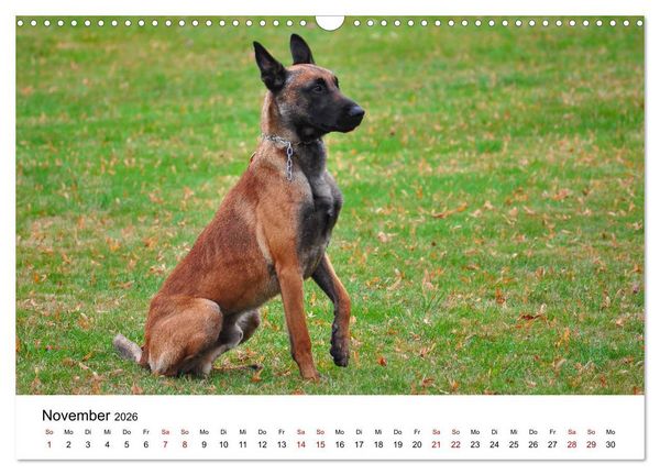 Produktbild: Malinois - Wahnsinn auf vier Pfoten (Wandkalender 2026 DIN A3 quer), CALVENDO Monatskalender