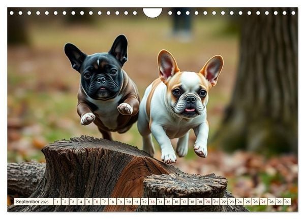 Produktbild: Frenchies in Spiellaune (Wandkalender 2026 DIN A4 quer), CALVENDO Monatskalender