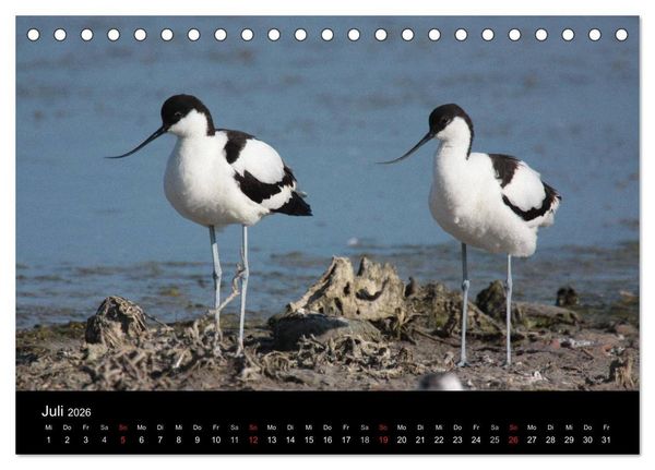 Produktbild: Limikolen Watv&ouml;gel auf dem Zug (Tischkalender 2026 DIN A5 quer), CALVENDO Monatskalender