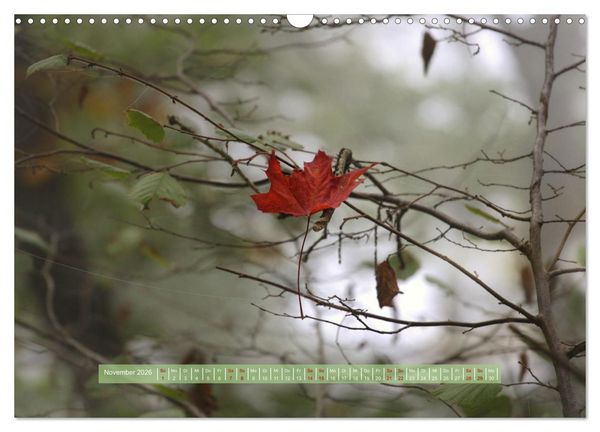 Produktbild: Zauber des Lichts (Wandkalender 2026 DIN A3 quer), CALVENDO Monatskalender