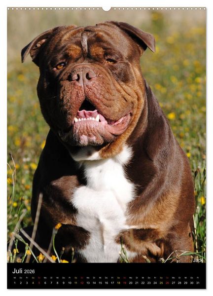 Produktbild: Bulldoggen-Gesichter (hochwertiger Premium Wandkalender 2026 DIN A2 hoch), Kunstdruck in Hochglanz