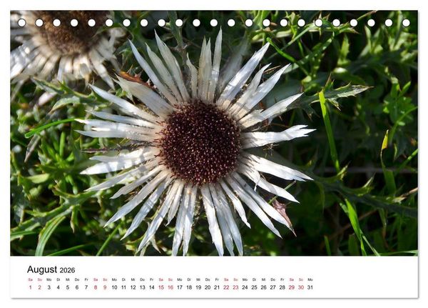 Produktbild: Zauberhafte Schw&auml;bische Alb (Tischkalender 2026 DIN A5 quer), CALVENDO Monatskalender