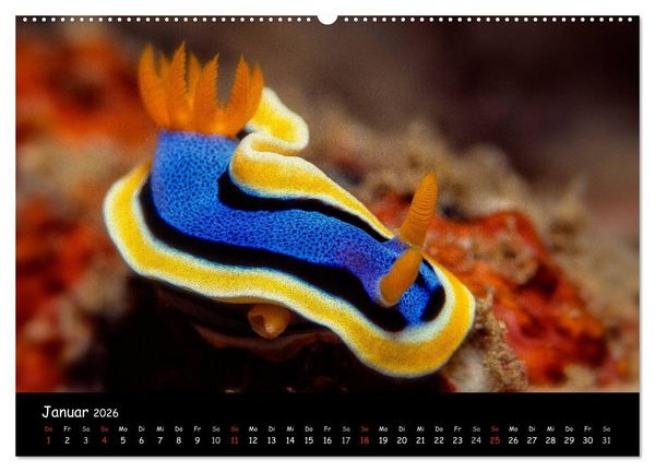 Produktbild: Die Welt unter Wasser (Wandkalender 2026 DIN A2 quer), CALVENDO Monatskalender