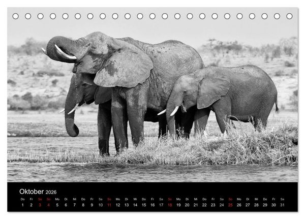 Produktbild: Elefanten Schwarz - Weiss (Tischkalender 2026 DIN A5 quer), CALVENDO Monatskalender