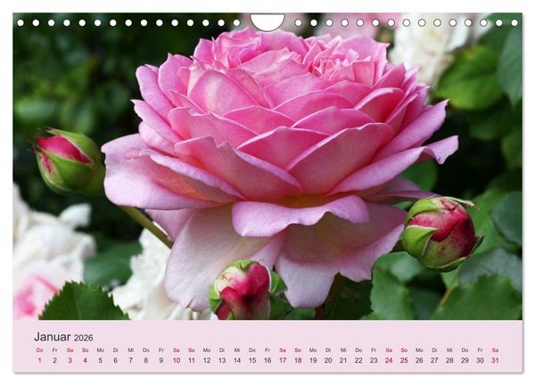Produktbild: Rosen Reigen im Garten (Wandkalender 2026 DIN A4 quer), CALVENDO Monatskalender