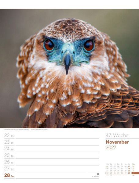 Produktbild: V&ouml;gel Wochenplaner Kalender 2027