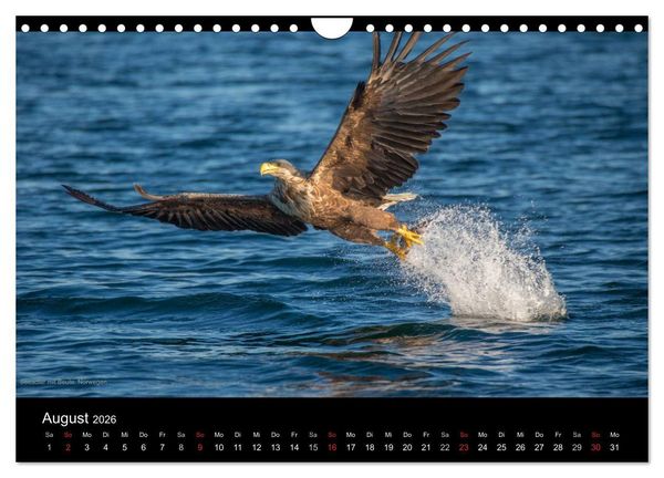 Produktbild: Naturwucht Skandinavien (Wandkalender 2026 DIN A4 quer), CALVENDO Monatskalender