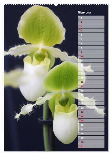 Produktbild: Orchids - Infinite Variety (Wall Calendar 2026 DIN A2 portrait), CALVENDO 12 Month Wall Calendar