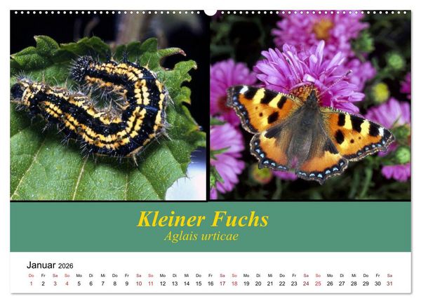 Produktbild: Zwei Leben, Raupe und Schmetterling (Wandkalender 2026 DIN A2 quer), CALVENDO Monatskalender