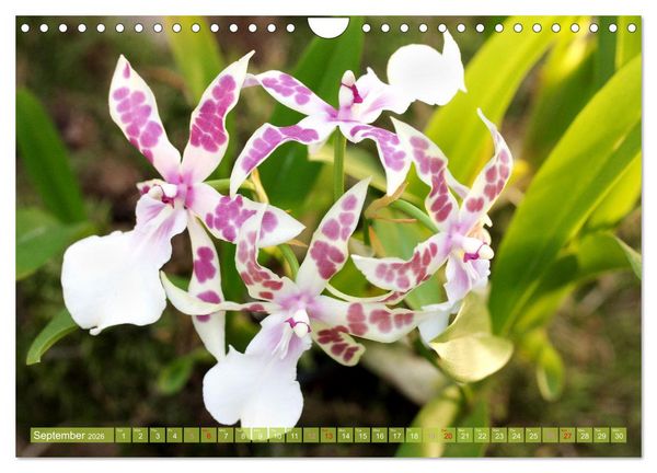 Produktbild: Orchid - A Flower Wonder (Wall Calendar 2026 DIN A4 landscape), CALVENDO 12 Month Wall Calendar