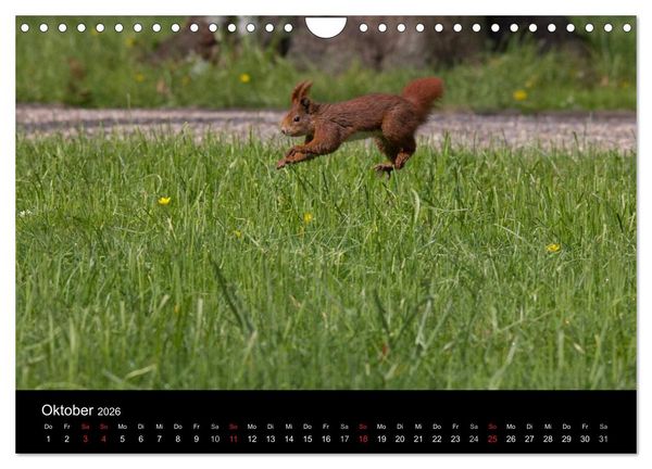 Produktbild: Mit dem Eichh&ouml;rnchen durchs Jahr (Wandkalender 2026 DIN A4 quer), CALVENDO Monatskalender