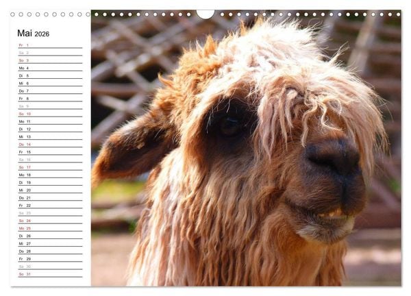 Produktbild: Alpakas und Lamas (Wandkalender 2026 DIN A3 quer), CALVENDO Monatskalender