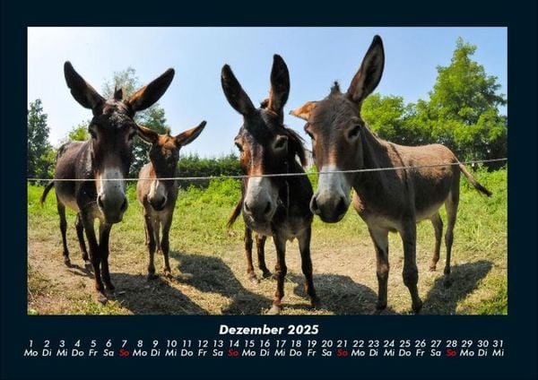 Produktbild: Welt der Tiere 2025 Fotokalender DIN A4