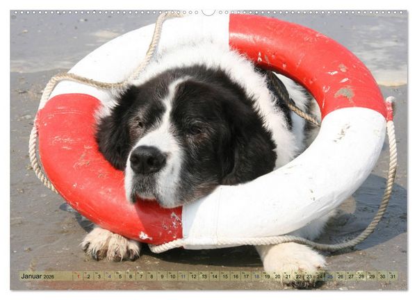 Produktbild: Landseer - Das Wasser ist ihr Element (Wandkalender 2026 DIN A2 quer), CALVENDO Monatskalender