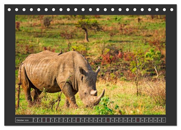 Produktbild: Das Wei&szlig;e Nashorn (Tischkalender 2026 DIN A5 quer), CALVENDO Monatskalender