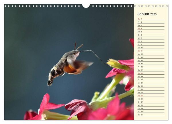Produktbild: Faszinierende Taubenschw&auml;nzchen (Wandkalender 2026 DIN A3 quer), CALVENDO Monatskalender