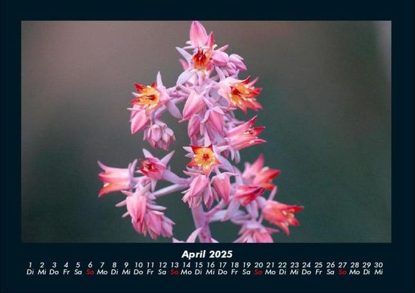Produktbild: Blumenkalender 2025 Fotokalender DIN A4