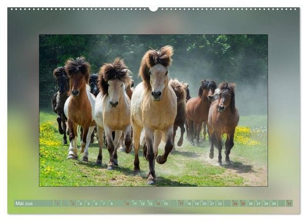 Produktbild: Pferde Vom Minishetty bis zum Kaltblut (Wandkalender 2026 DIN A2 quer), CALVENDO Monatskalender