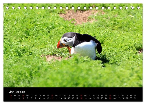 Produktbild: Puffins, Papageitauchern ganz nah (Tischkalender 2026 DIN A5 quer), CALVENDO Monatskalender