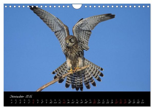 Produktbild: Heimische Eulen und Greife (Wandkalender 2026 DIN A4 quer), CALVENDO Monatskalender