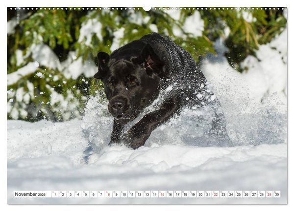 Produktbild: Labrador Retriever - Freunde f&uuml;r&acute;s Leben (hochwertiger Premium Wandkalender 2026 DIN A2 quer), Kunstdruck in Hochglanz