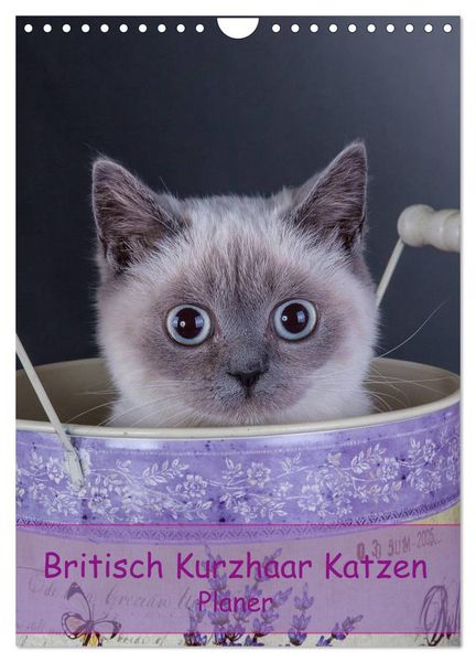 Produktbild: Britisch Kurzhaar Katzen - Planer (Wandkalender 2026 DIN A4 hoch), CALVENDO Monatskalender