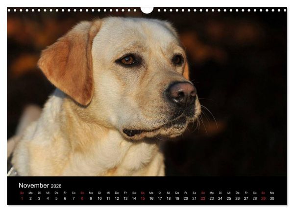 Produktbild: Labrador Retriever 2026 (Wandkalender 2026 DIN A3 quer), CALVENDO Monatskalender