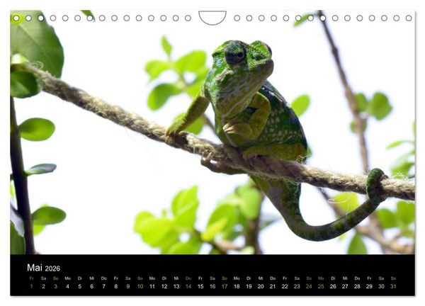 Produktbild: Reptilien (Wandkalender 2026 DIN A4 quer), CALVENDO Monatskalender