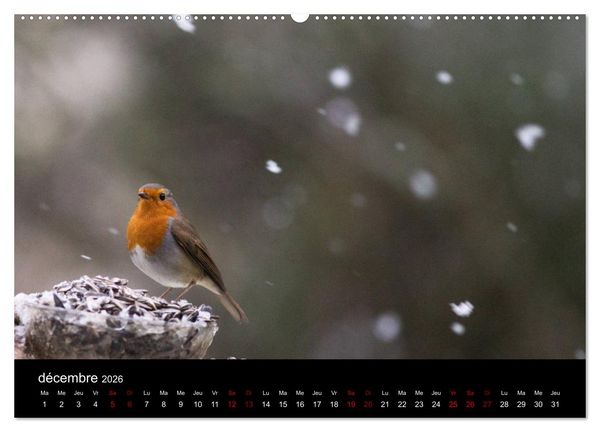 Produktbild: Mon ami le rouge-gorge (Calendrier mural 2026 DIN A2 vertical) calendrier de bureau