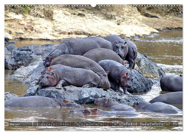 Produktbild: Hippos - Begegnungen in Afrika (hochwertiger Premium Wandkalender 2027 DIN A2 quer), Kunstdruck in Hochglanz