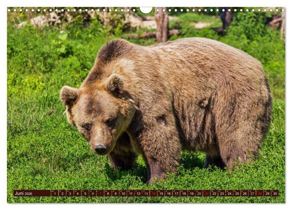 Produktbild: B&auml;ren. Kraftpakete auf leisen Sohlen (Wandkalender 2026 DIN A3 quer), CALVENDO Monatskalender