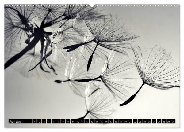 Produktbild: Pusteblume - Impressionen in schwarzwei&szlig; (Wandkalender 2026 DIN A2 quer), CALVENDO Monatskalender