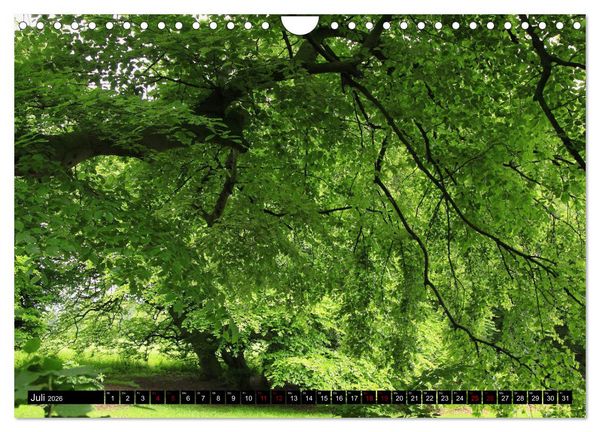 Produktbild: Die S&uuml;ntelbuchenallee (Wandkalender 2026 DIN A4 quer), CALVENDO Monatskalender