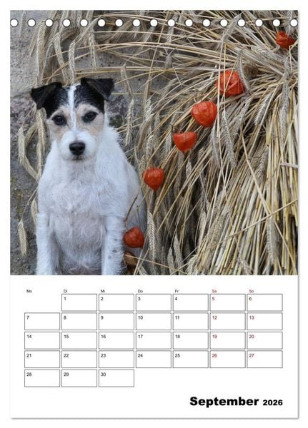 Produktbild: Tender Fellows - Parson Russell Terrier (Tischkalender 2026 DIN A5 hoch), CALVENDO Monatskalender