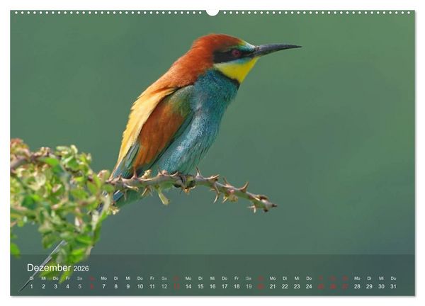 Produktbild: Europ&auml;ische Bienenfresser (Wandkalender 2026 DIN A2 quer), CALVENDO Monatskalender