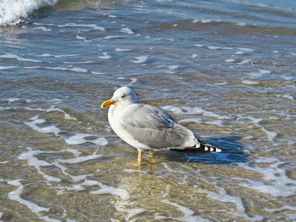 Produktbild: CALVENDO Puzzle Silberm&ouml;we am Strand | 1000 Teile Lege-Gr&ouml;&szlig;e 64x48cm Foto-Puzzle f&uuml;r gl&uuml;ckliche Stunden