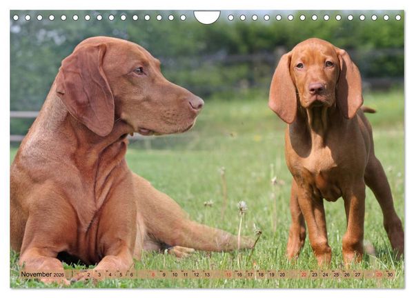 Produktbild: Magyar Vizsla - Vielseitiger Jagdhund mit Familienanschluss (Wandkalender 2026 DIN A4 quer), CALVENDO Monatskalender